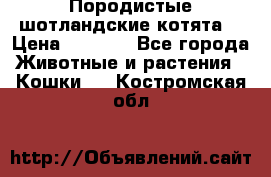 Породистые шотландские котята. › Цена ­ 5 000 - Все города Животные и растения » Кошки   . Костромская обл.